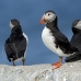 puffin_atlantic_msi_h_1643_can1264.jpg